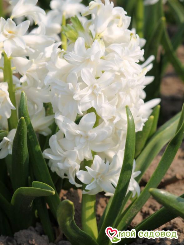 Гиацинт Мадам Софи