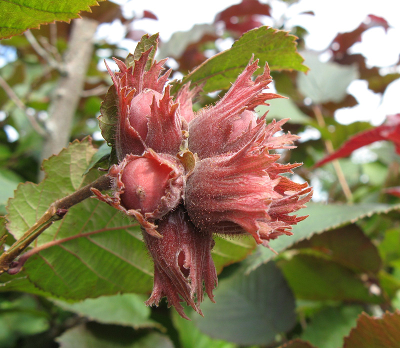 Фундук Сахаристый (морозостойкий)