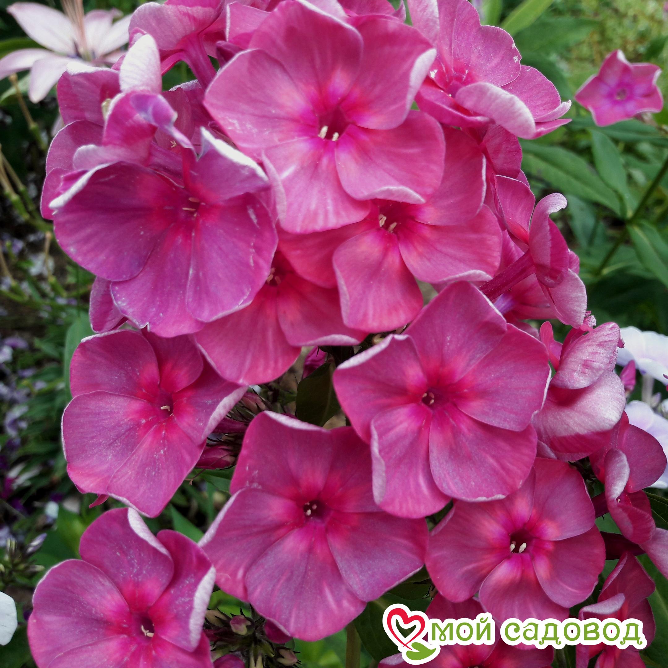 ФЛОКС МЕТЕЛЬЧАТЫЙ АННА КАРЕНИНА