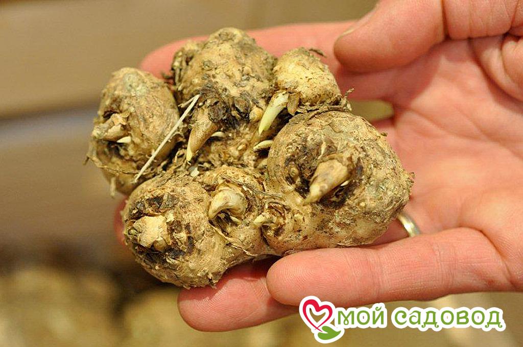 Калла Бельканто